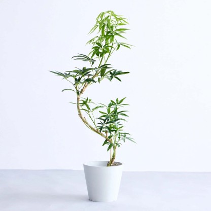 シェフレラ・アンガスティフォリア まがり