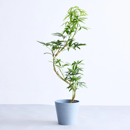 シェフレラ・アンガスティフォリア まがり