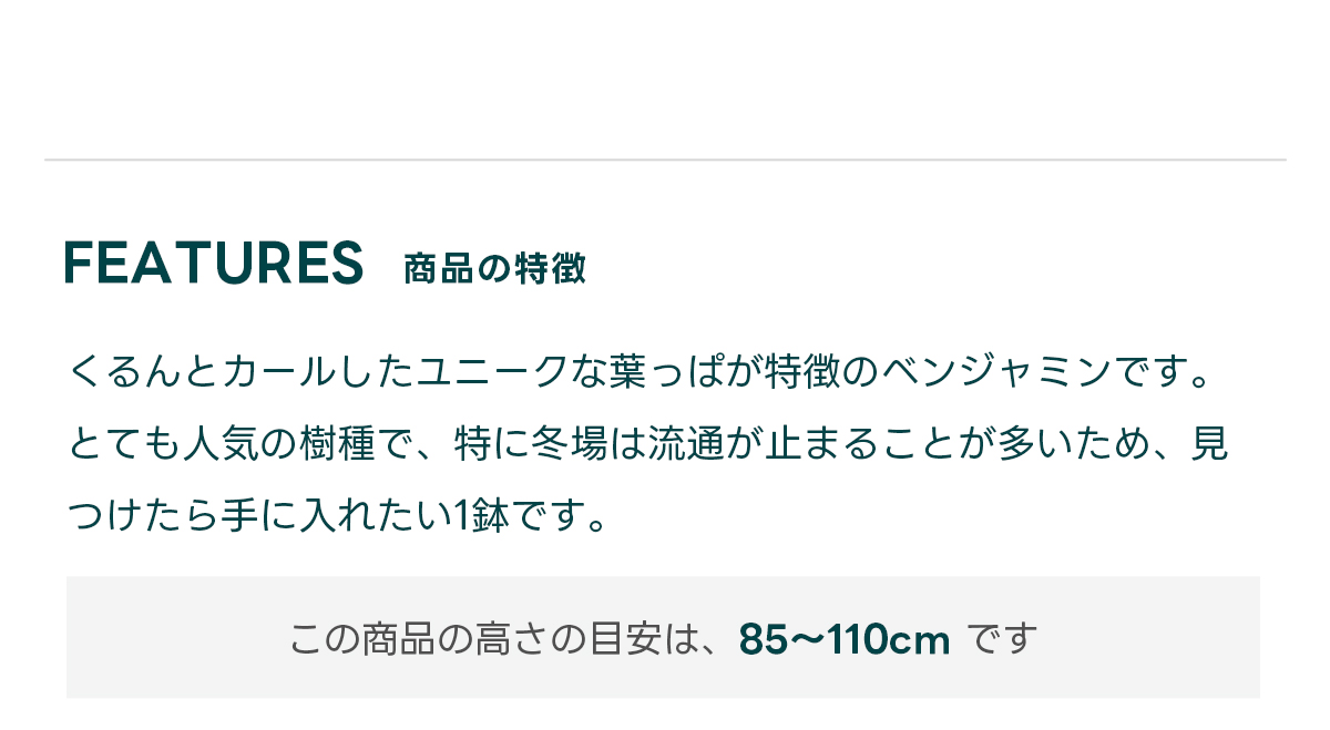 FEATURES商品の特徴 くるんとカールしたユニークな葉っぱが特徴のベンジャミンです。 とても人気の樹種で、特に冬場は流通が止まることが多いため、見つけたら手に入れたい1鉢です。  この商品の高さの目安は、 85~110cm です