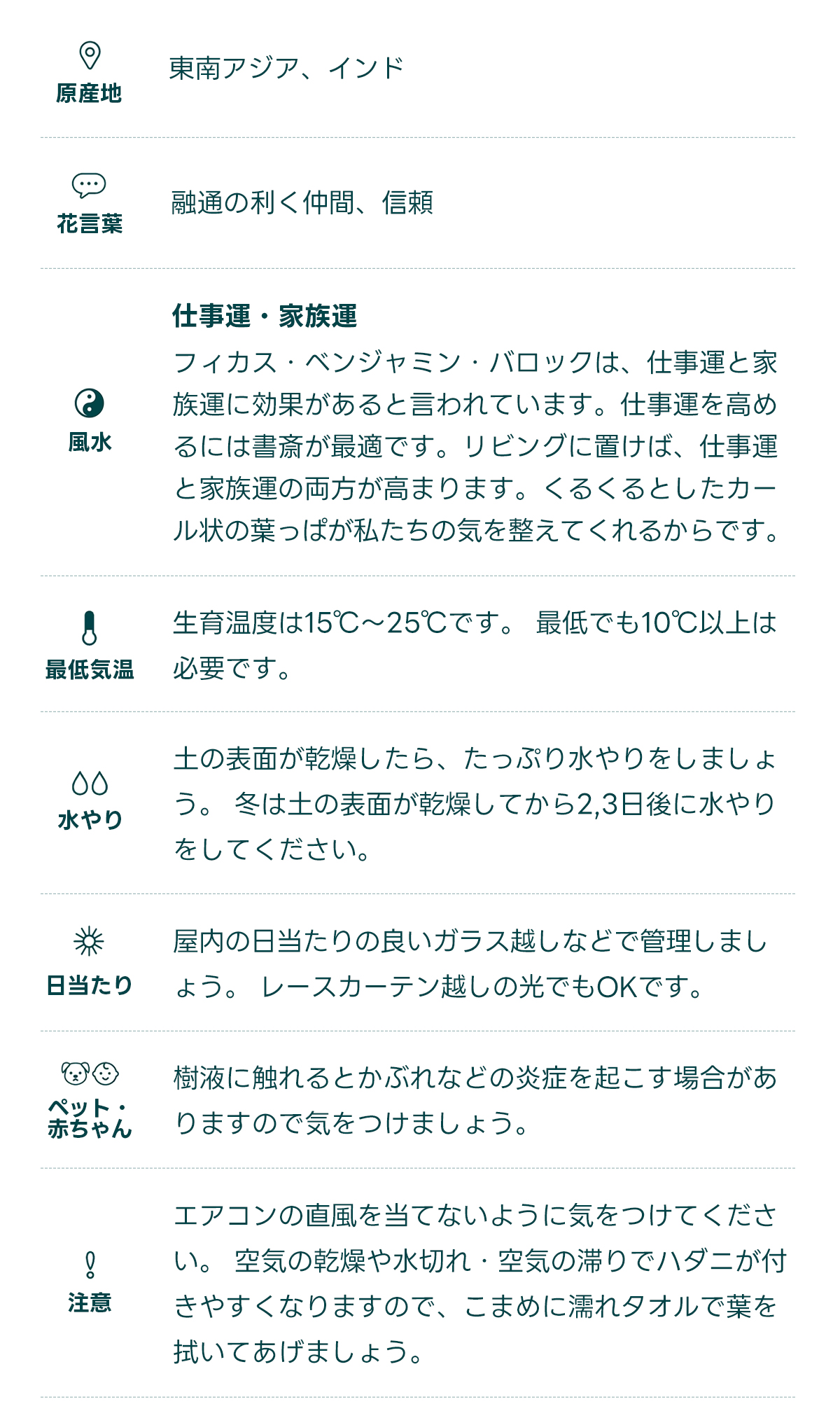 原産地 東南アジア、インド   花言葉 融通の利く仲間、信頼   風水 仕事運・家族運 フィカス・ベンジャミン・バロックは、仕事運と家族運に効果があると言われています。仕事運を高めるには書斎が最適です。リビングに置けば、仕事運と家族運の両方が高まります。くるくるとしたカール状の葉っぱが私たちの気を整えてくれるからです。   最低気温 生育温度は15℃〜25℃です。 最低でも10℃以上は必要です。   水やり 土の表面が乾燥したら、たっぷり水やりをしましょう。 冬は土の表面が乾燥してから2,3日後に水やりをしてください。   日当たり 屋内の日当たりの良いガラス越しなどで管理しましょう。 レースカーテン越しの光でもOKです。   ペット・ 赤ちゃん 樹液に触れるとかぶれなどの炎症を起こす場合がありますので気をつけましょう。   注意 エアコンの直風を当てないように気をつけてください。 空気の乾燥や水切れ・空気の滞りでハダニが付きやすくなりますので、こまめに濡れタオルで葉を拭いてあげましょう。