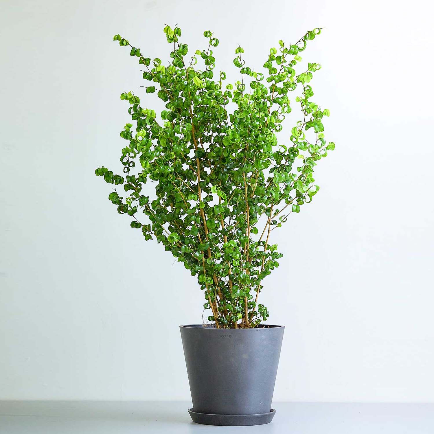 フィカス・ベンジャミン・バロック