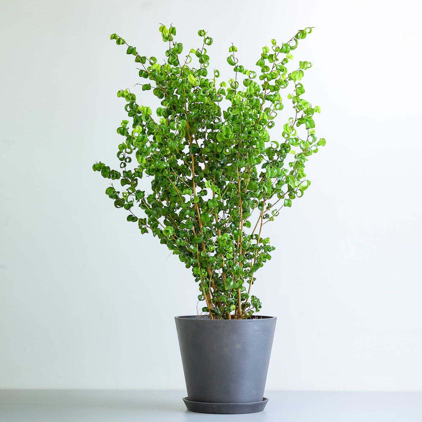 フィカス・ベンジャミン・バロック