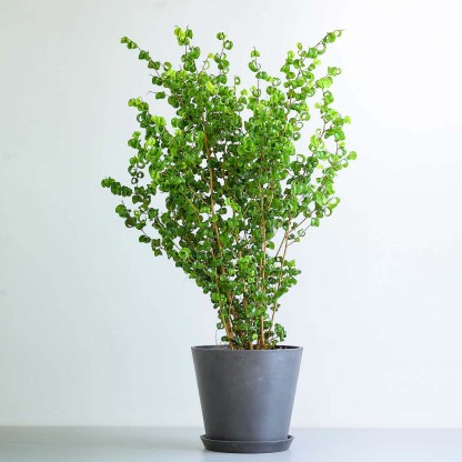 フィカス・ベンジャミン・バロック