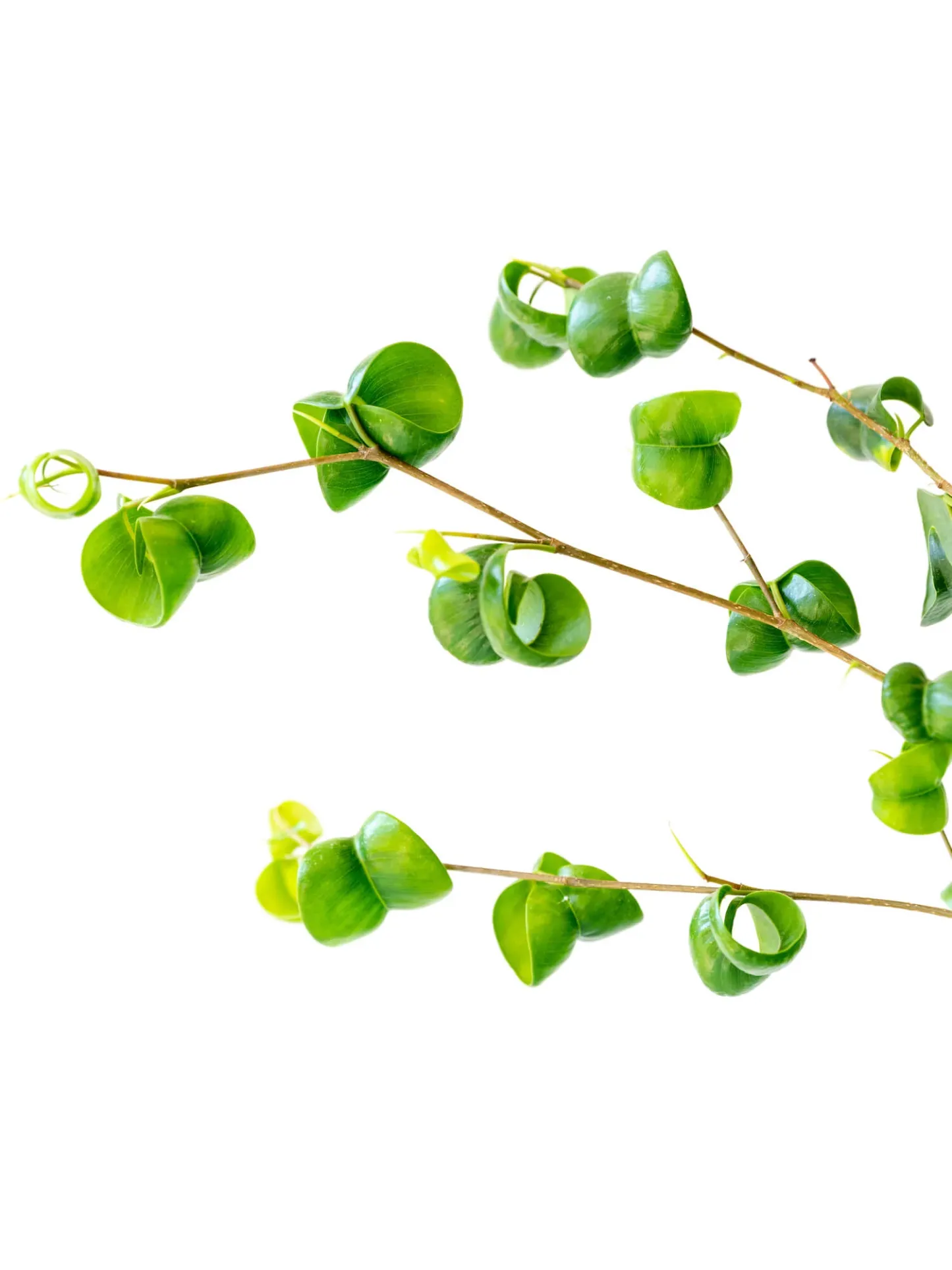 フィカス・ベンジャミン・バロック