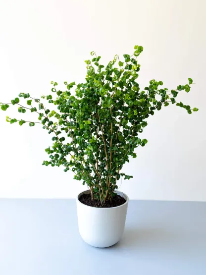 フィカス・ベンジャミン・バロック