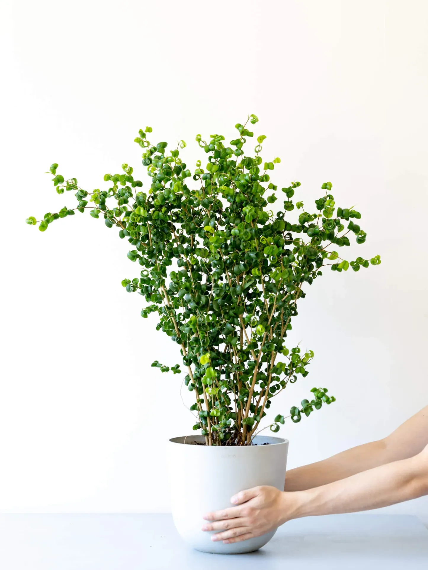 フィカス・ベンジャミン・バロック