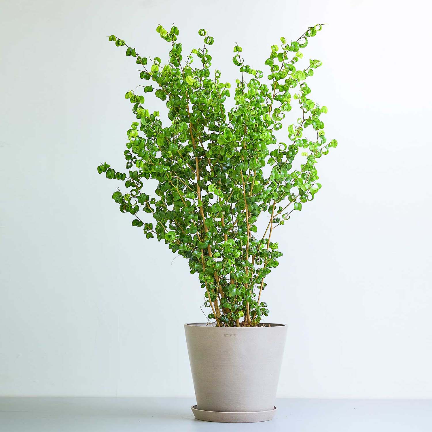 フィカス・ベンジャミン・バロック