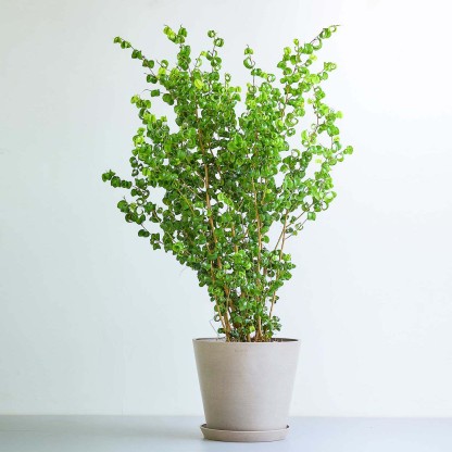 フィカス・ベンジャミン・バロック