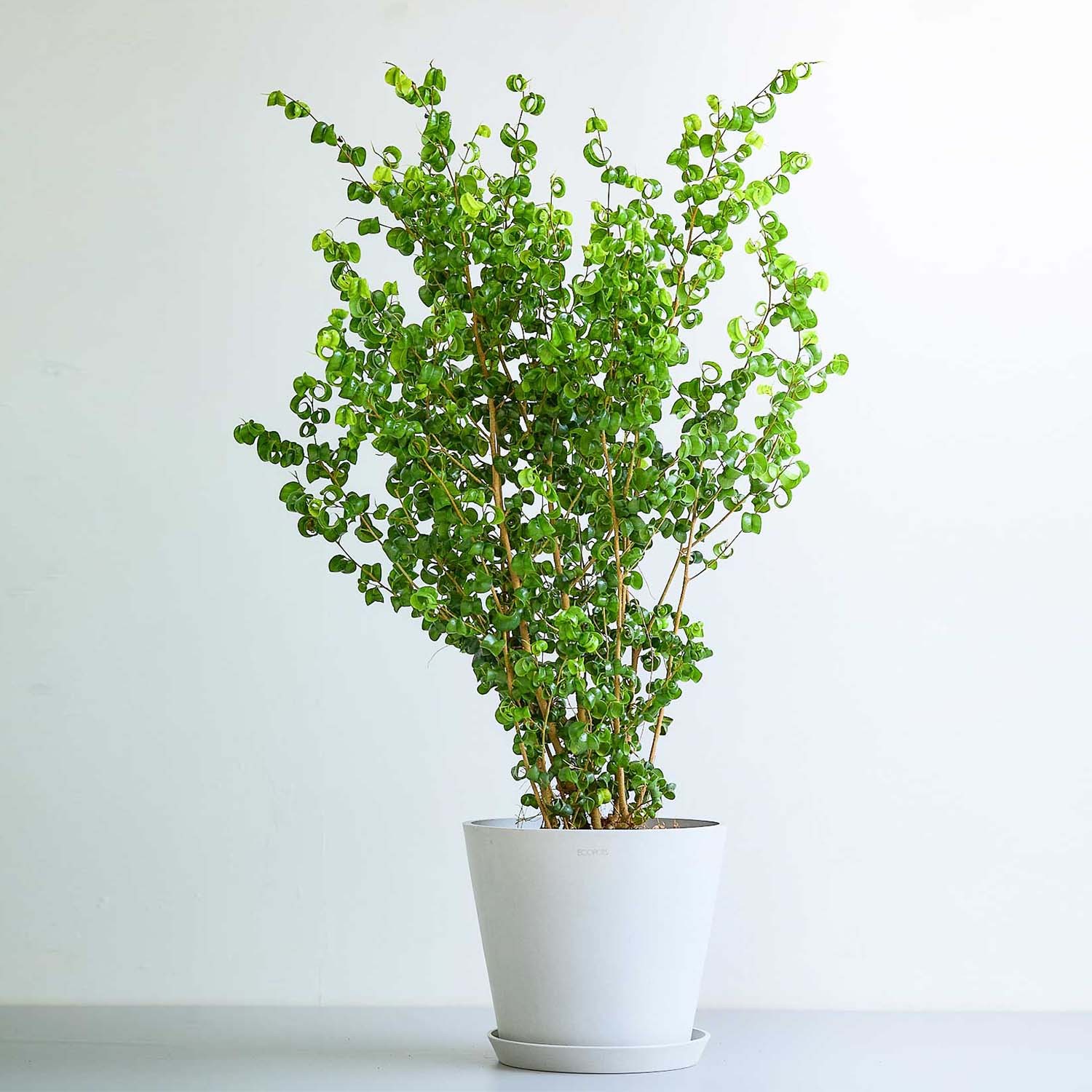 フィカス・ベンジャミン・バロック