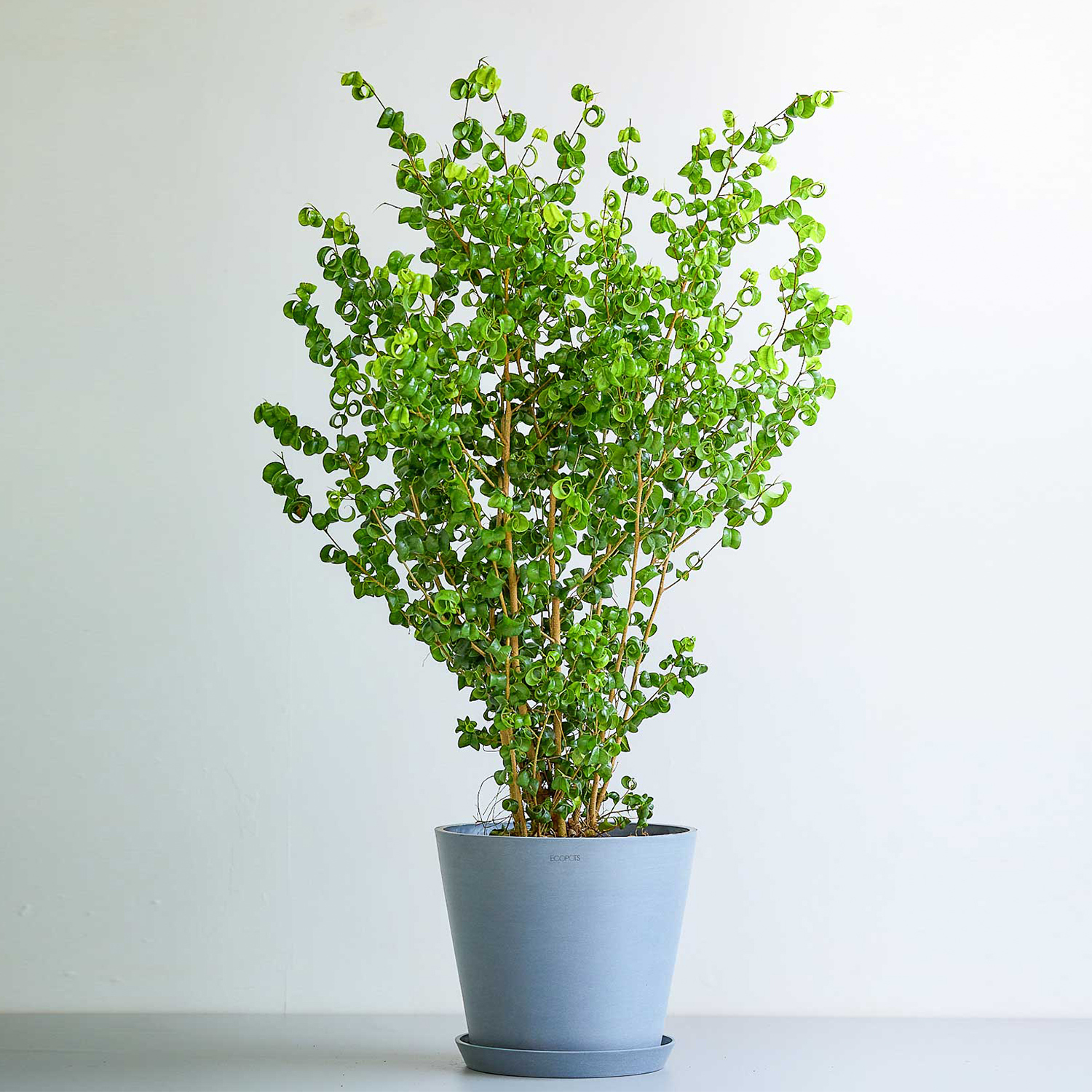 フィカス・ベンジャミン・バロック