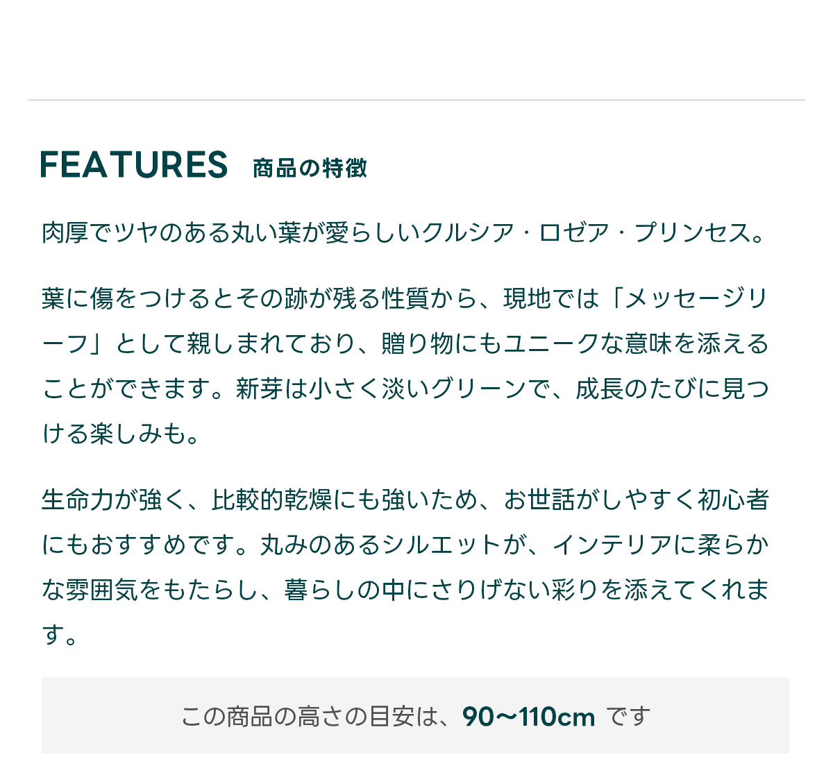 FEATURES商品の特徴 肉厚でツヤのある丸い葉が愛らしいクルシア・ロゼア・プリンセス。  葉に傷をつけるとその跡が残る性質から、現地では「メッセージリーフ」として親しまれており、贈り物にもユニークな意味を添えることができます。新芽は小さく淡いグリーンで、成長のたびに見つける楽しみも。  生命力が強く、比較的乾燥にも強いため、お世話がしやすく初心者にもおすすめです。丸みのあるシルエットが、インテリアに柔らかな雰囲気をもたらし、暮らしの中にさりげない彩りを添えてくれます。 この商品の高さの目安は、 90~110cm です