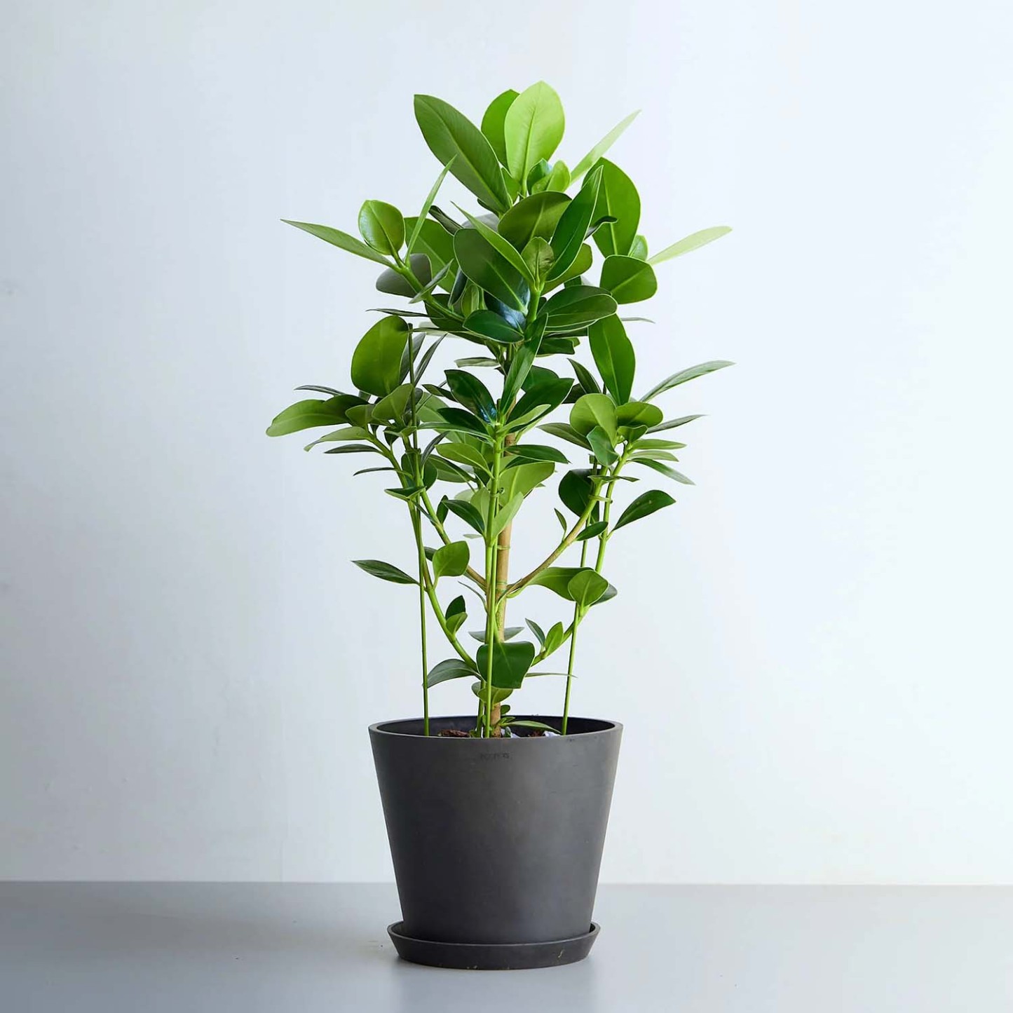 クルシア・ロゼア・プリンセス