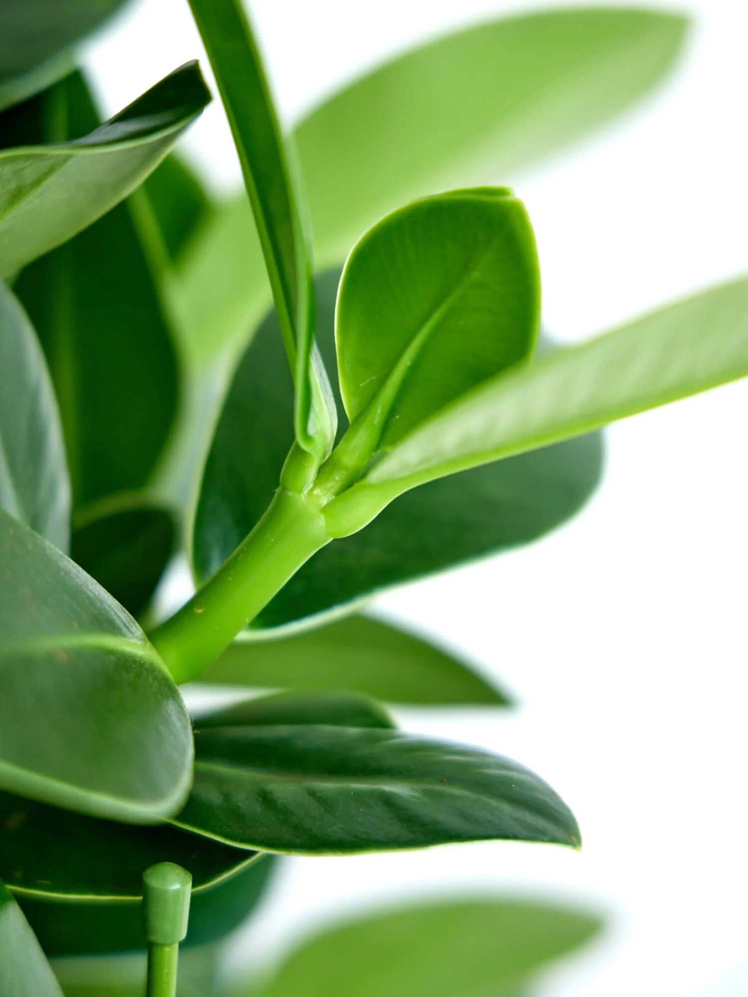 クルシア・ロゼア・プリンセス