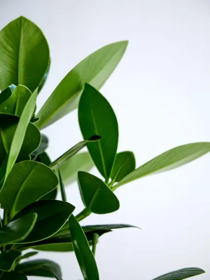 クルシア・ロゼア・プリンセス