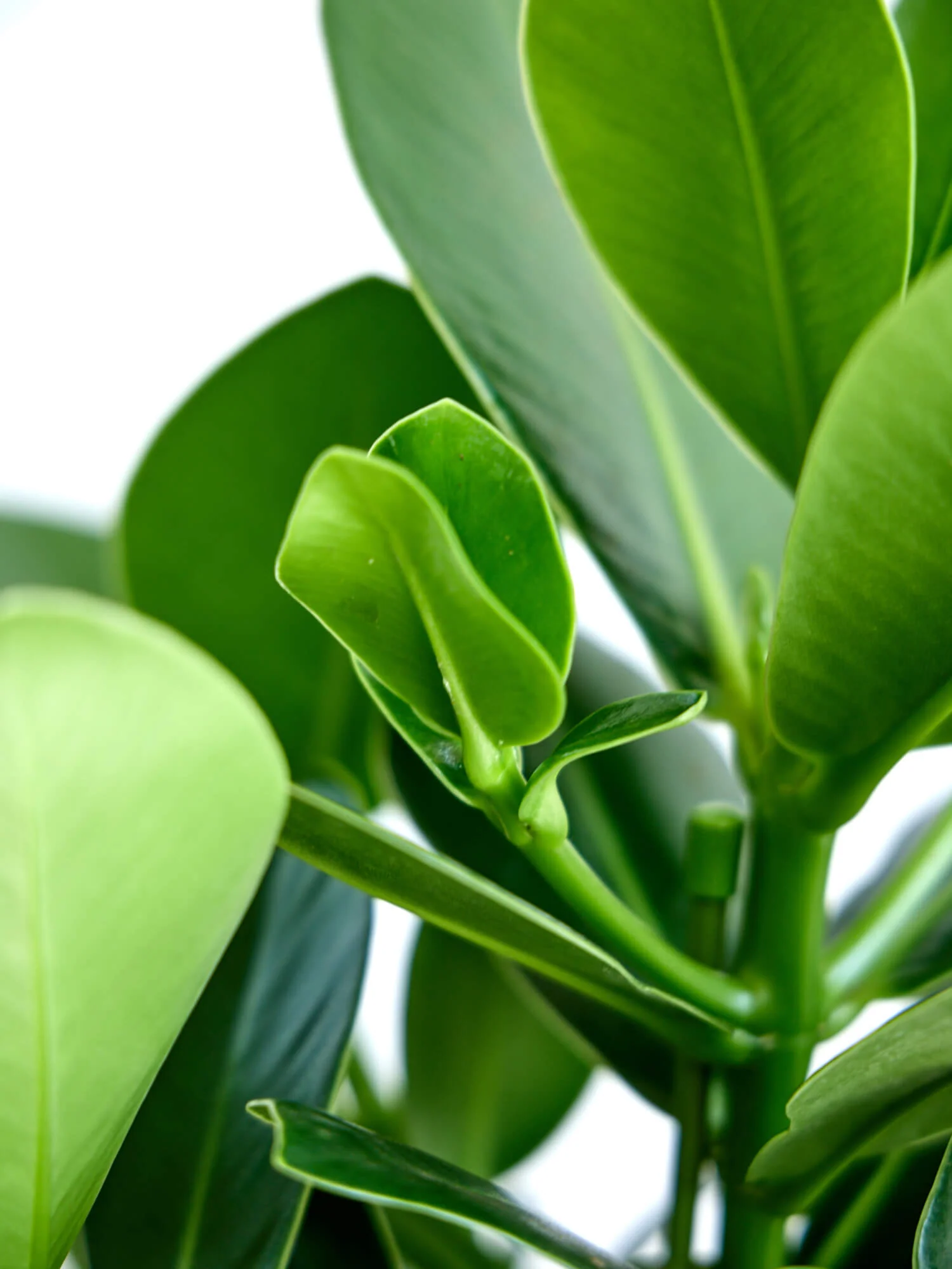 クルシア・ロゼア・プリンセス