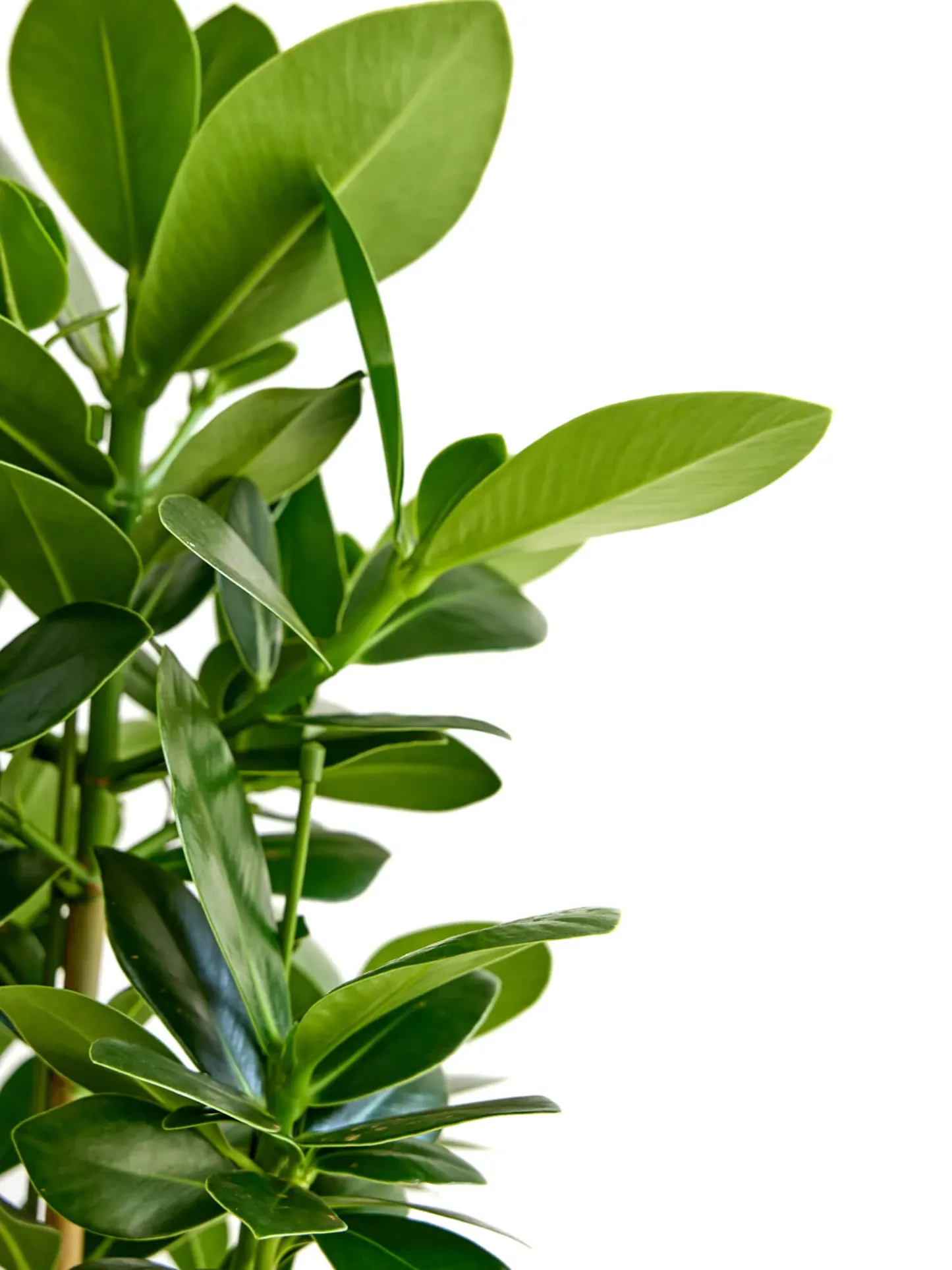 クルシア・ロゼア・プリンセス