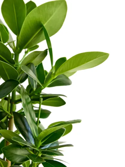 クルシア・ロゼア・プリンセス