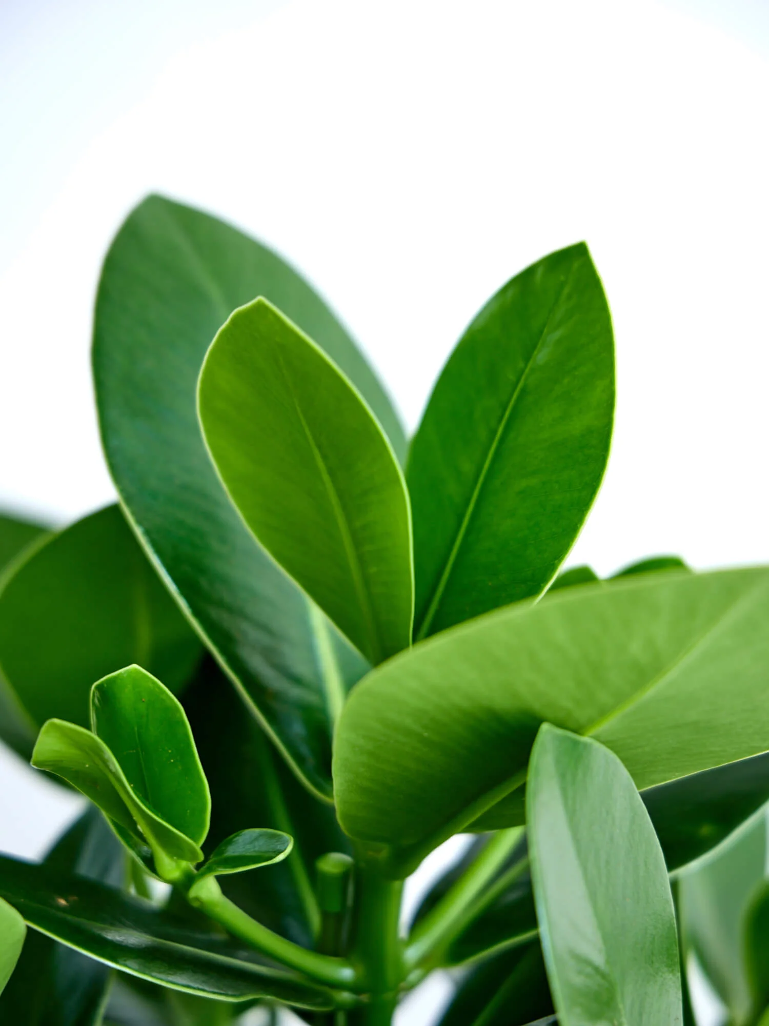 クルシア・ロゼア・プリンセス