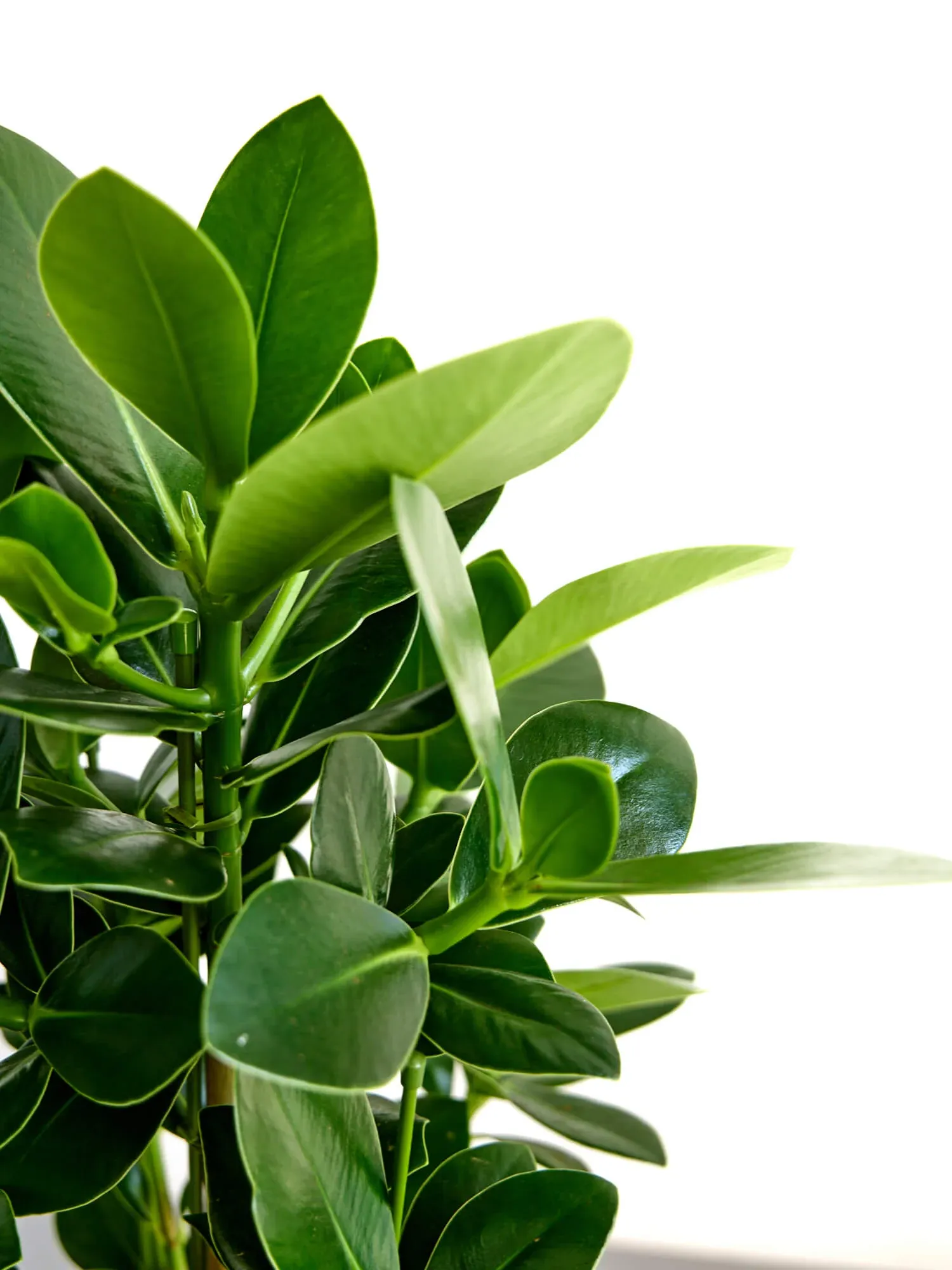 クルシア・ロゼア・プリンセス