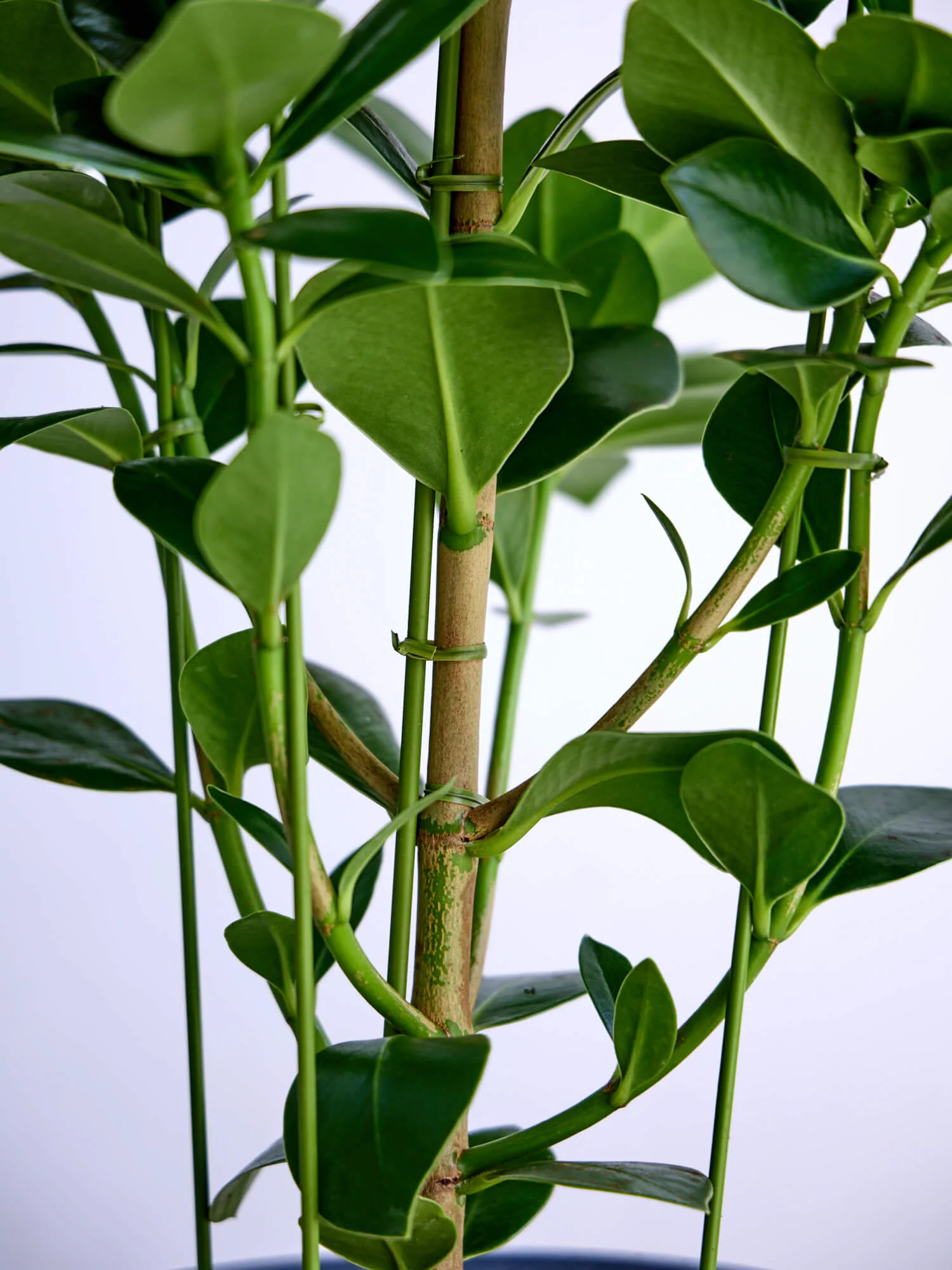 クルシア・ロゼア・プリンセス