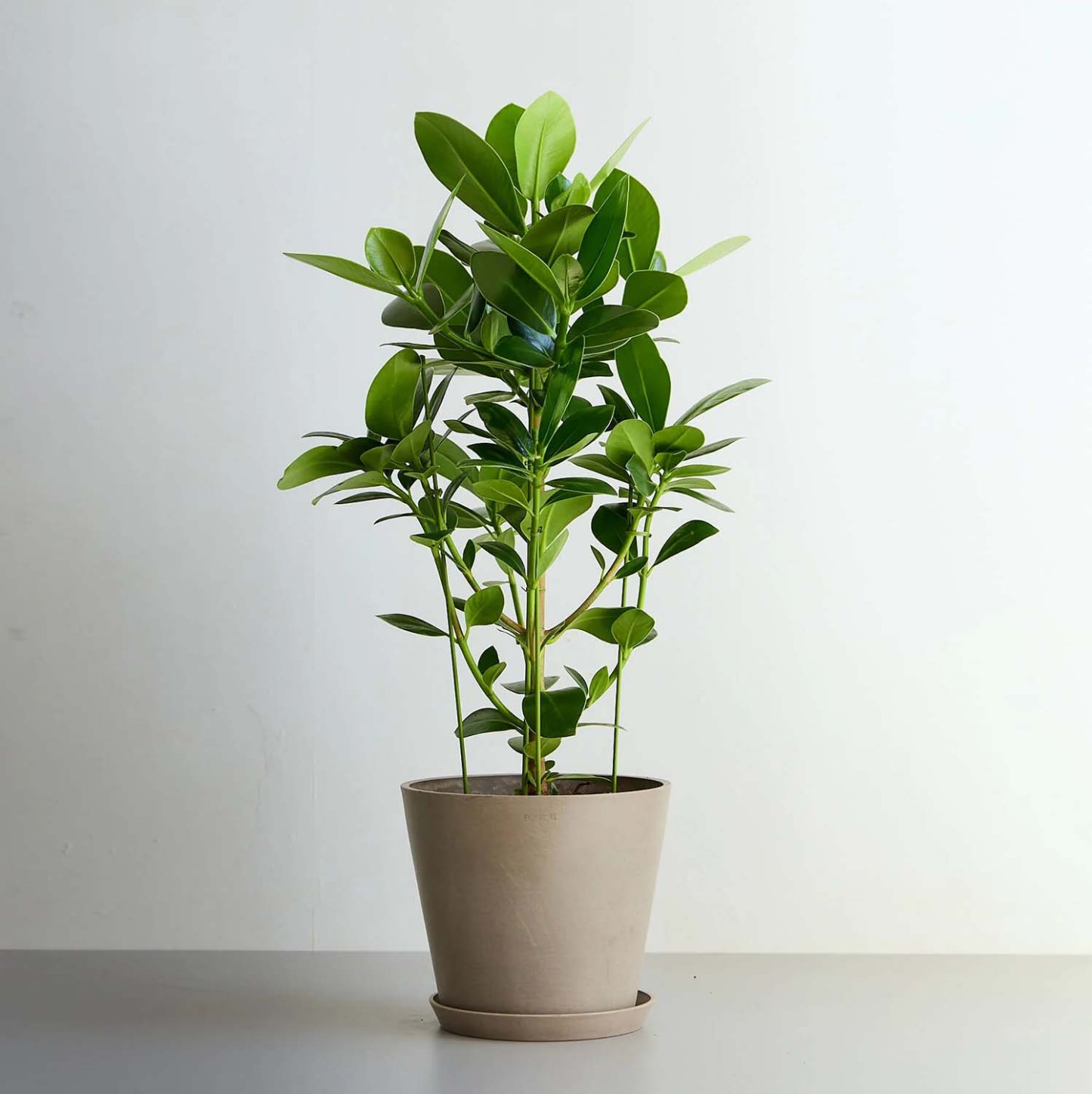 クルシア・ロゼア・プリンセス