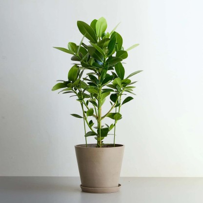 クルシア・ロゼア・プリンセス