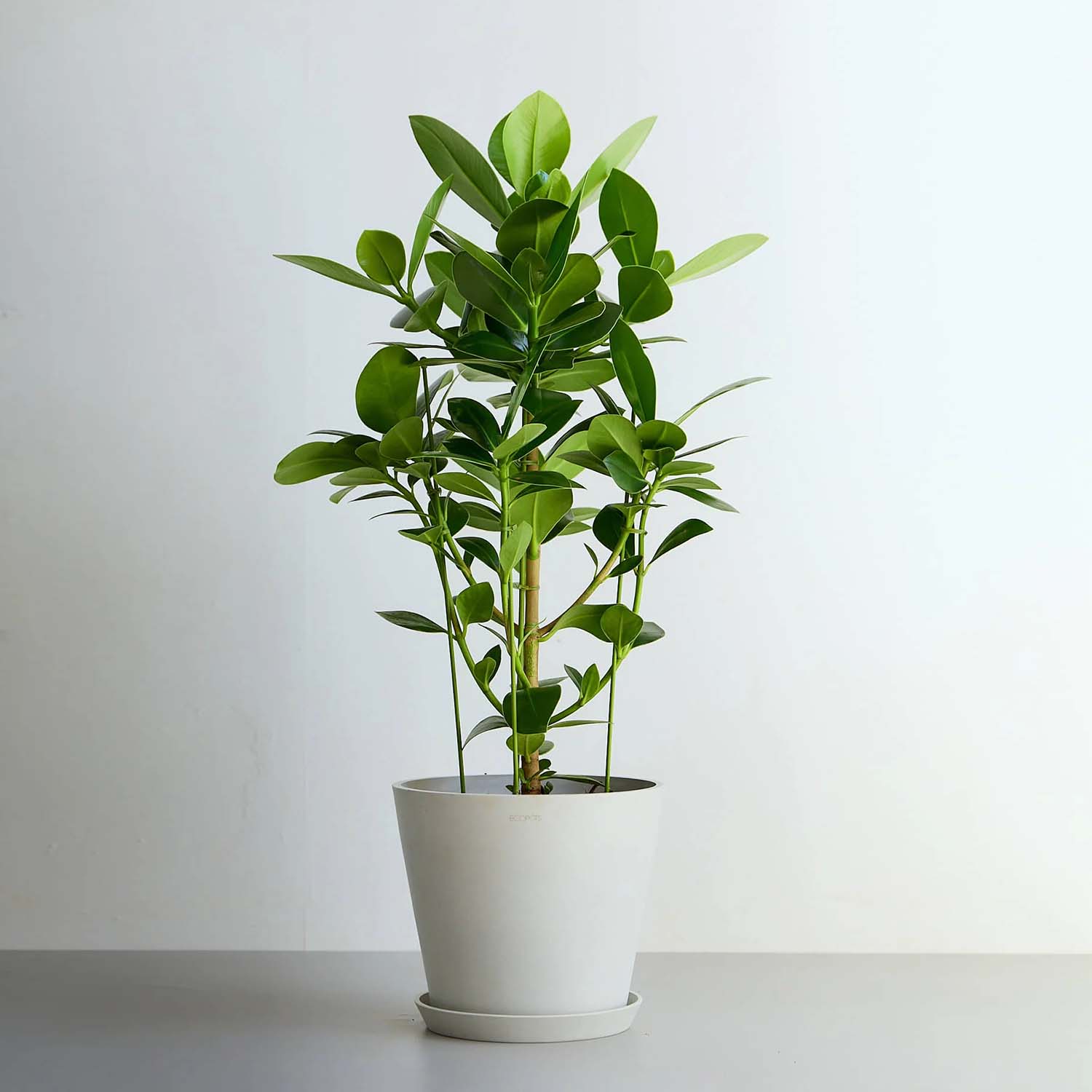 クルシア・ロゼア・プリンセス