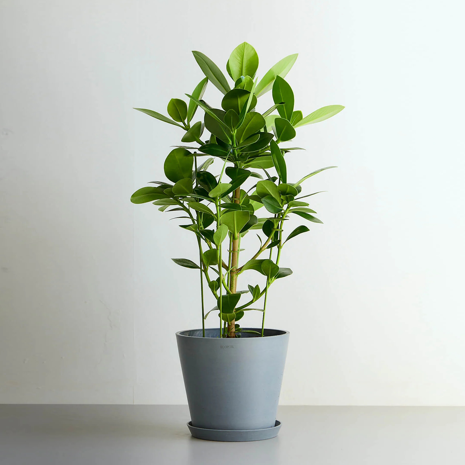 クルシア・ロゼア・プリンセス