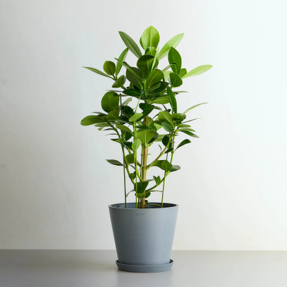 クルシア・ロゼア・プリンセス