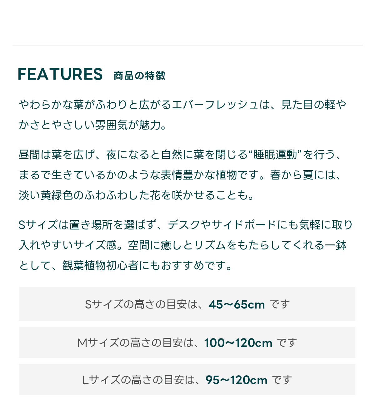FEATURES商品の特徴 やわらかな葉がふわりと広がるエバーフレッシュは、見た目の軽やかさとやさしい雰囲気が魅力。  昼間は葉を広げ、夜になると自然に葉を閉じる“睡眠運動”を行う、まるで生きているかのような表情豊かな植物です。春から夏には、淡い黄緑色のふわふわした花を咲かせることも。  Sサイズは置き場所を選ばず、デスクやサイドボードにも気軽に取り入れやすいサイズ感。空間に癒しとリズムをもたらしてくれる一鉢として、観葉植物初心者にもおすすめです。  Sサイズの高さの目安は、45〜65cm です Mサイズの高さの目安は、100~120cm です Lサイズの高さの目安は、 95〜120cm です