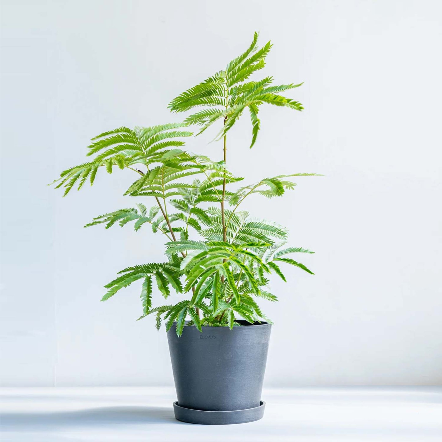 エバーフレッシュ