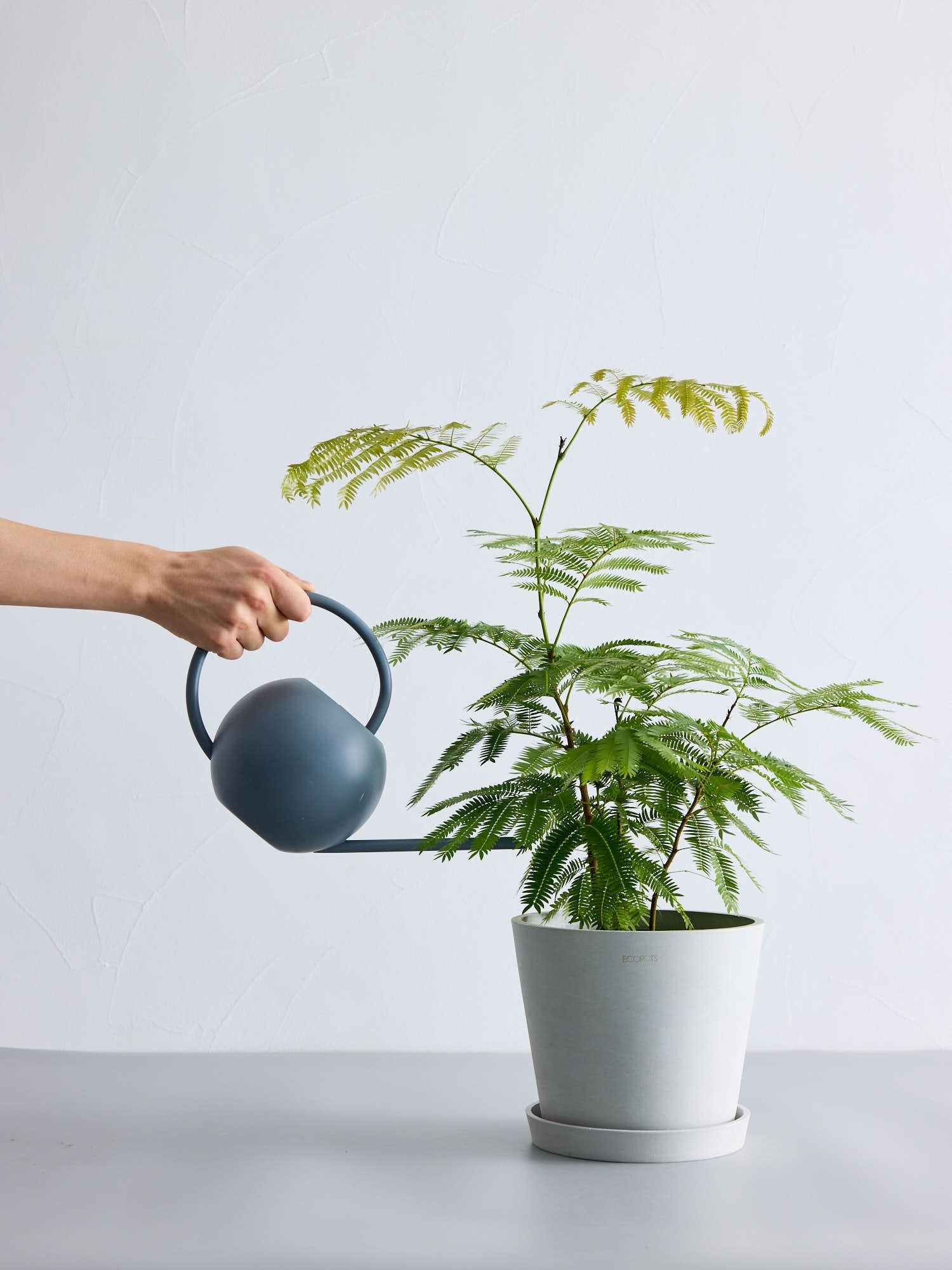 専用　エバーフレッシュ ファイバー鉢 お皿付き エバーフレッシュ 観葉植物」の人気商品一覧 | 安い商品を通販サイト