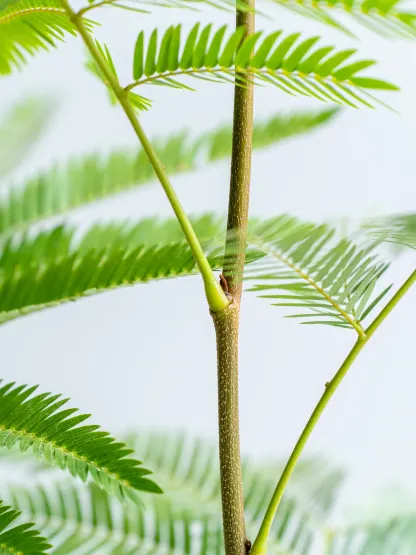 エバーフレッシュ