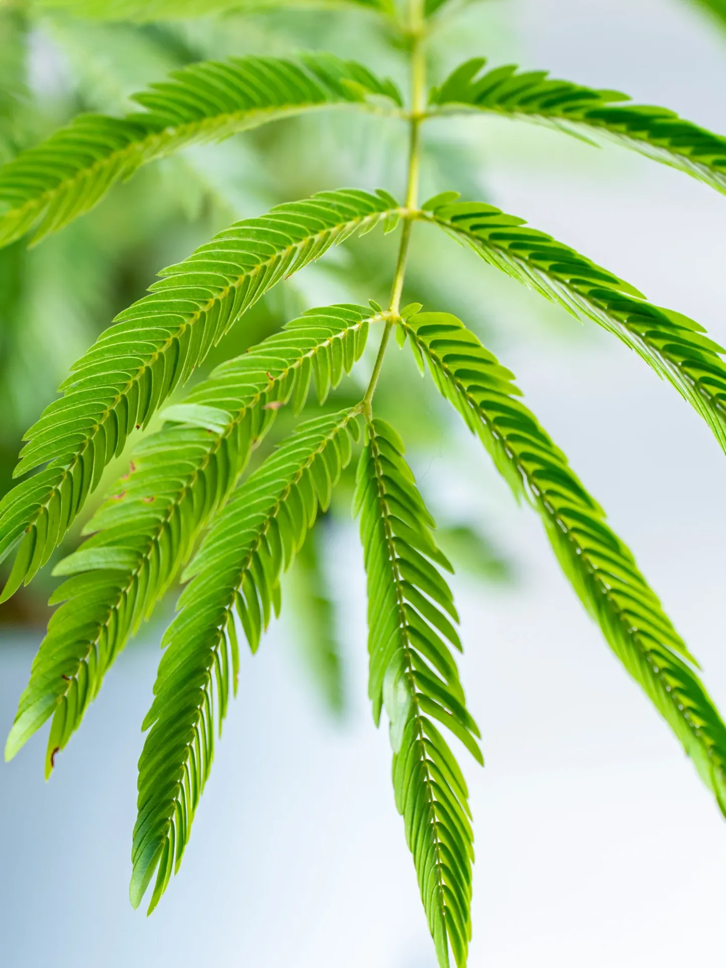 エバーフレッシュ