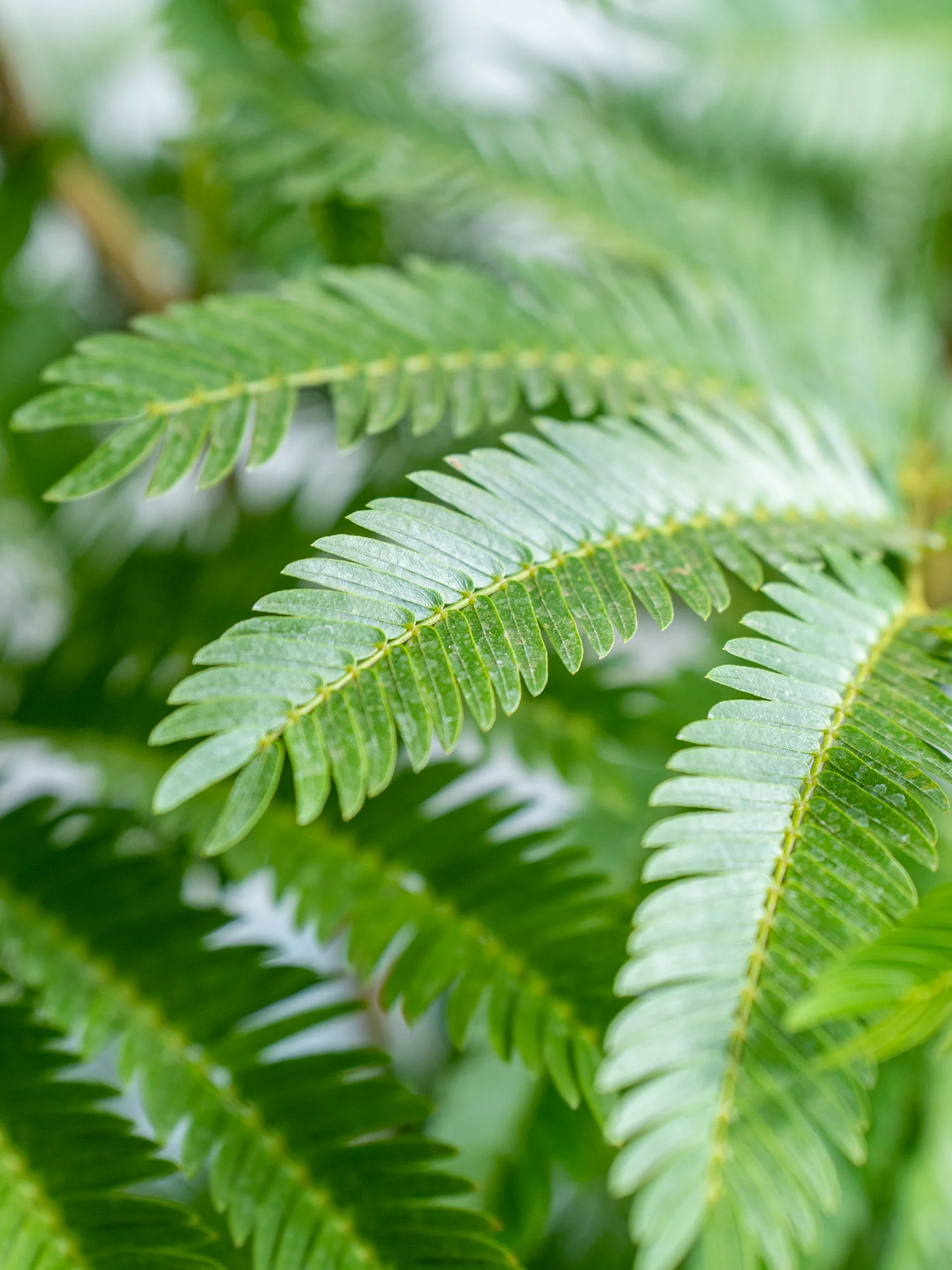 エバーフレッシュ