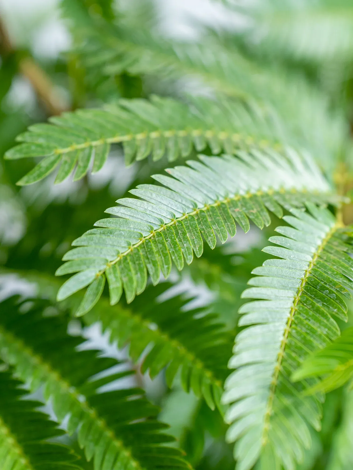 エバーフレッシュ