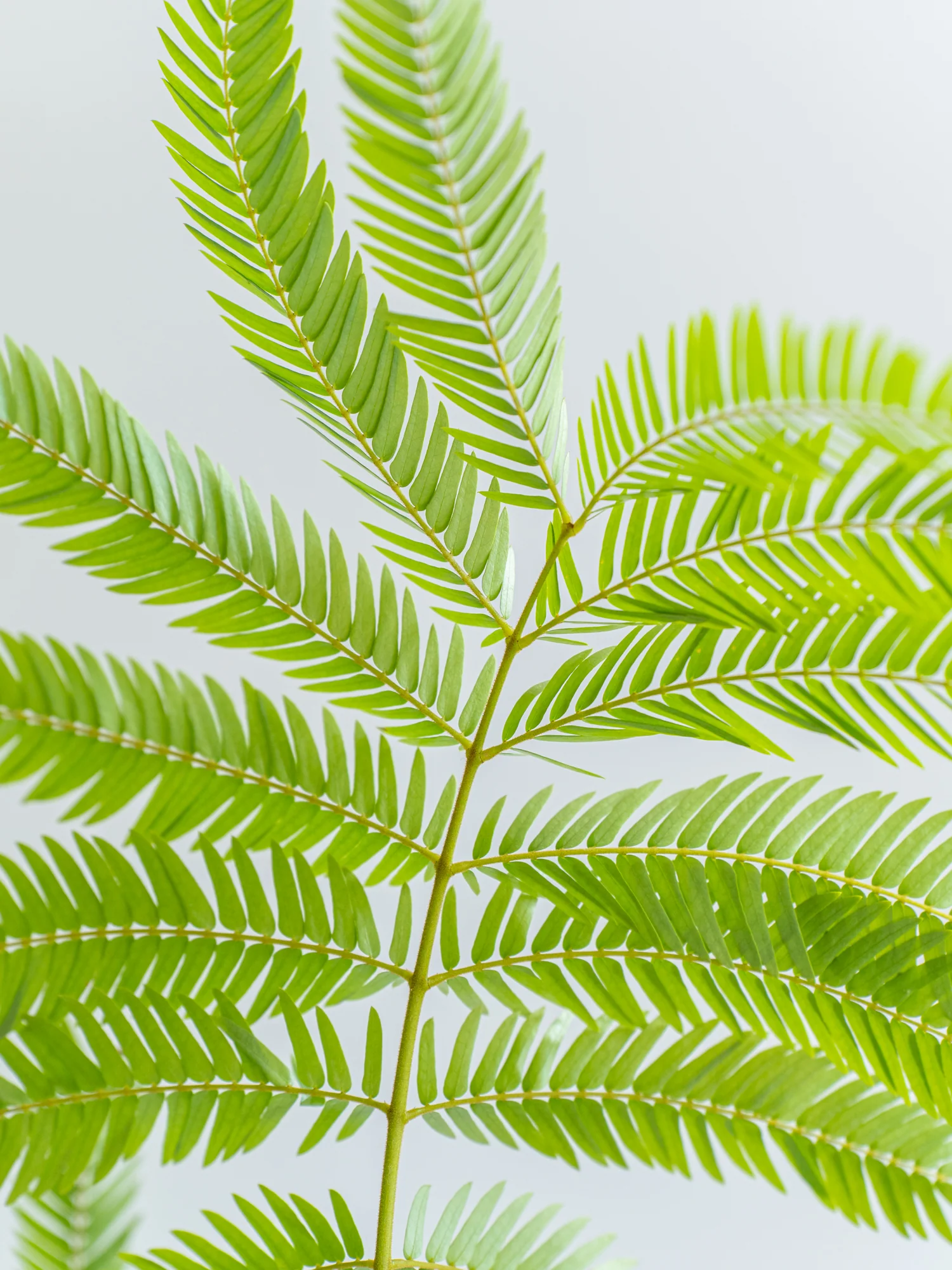 エバーフレッシュ