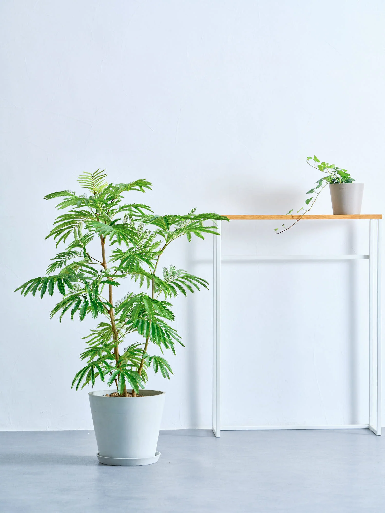 エバーフレッシュ | 生き生きとした動きで空間に癒しを提供 – CAGUUU