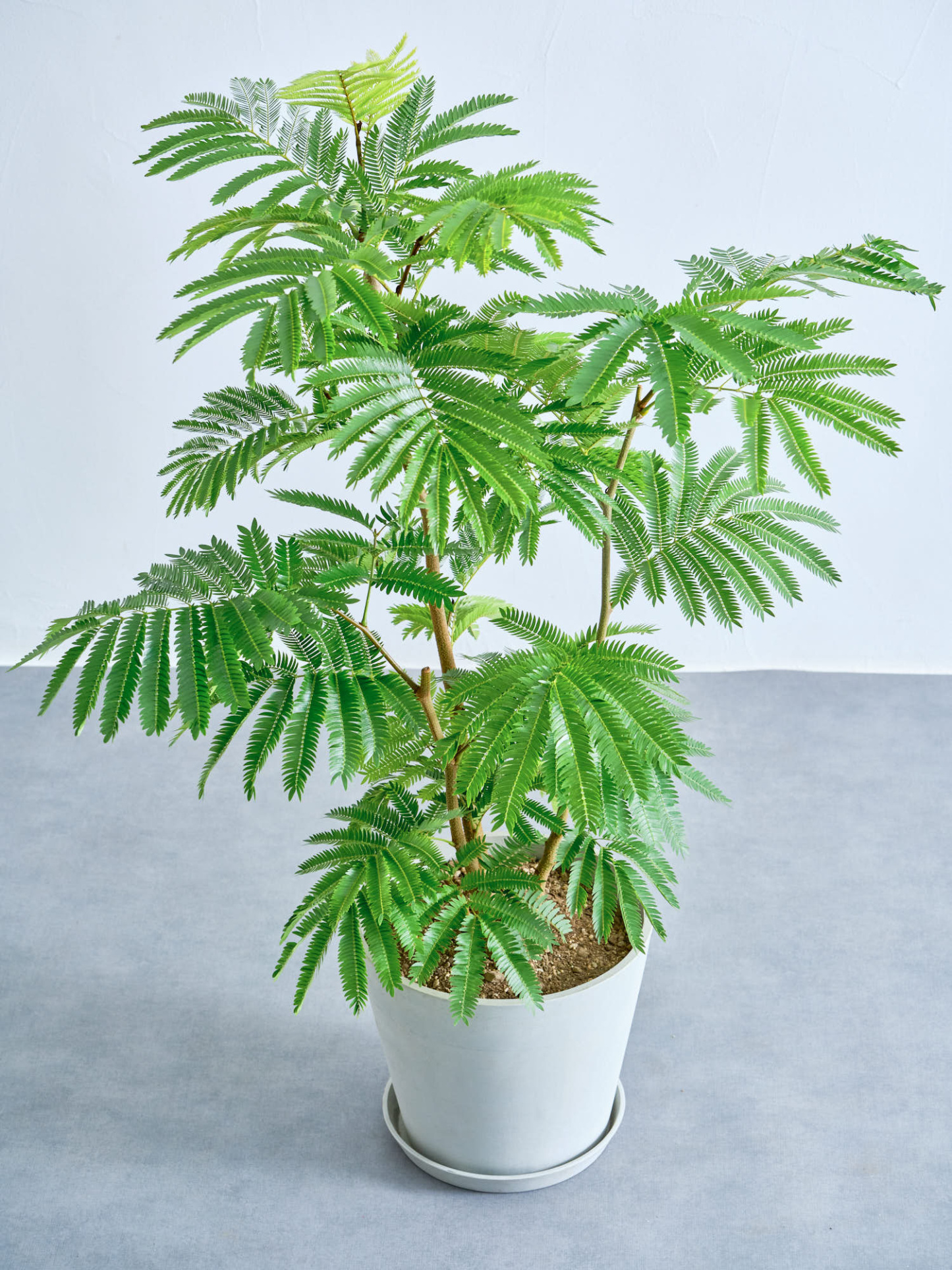 エバーフレッシュ