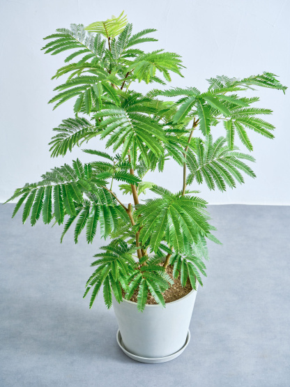 エバーフレッシュ