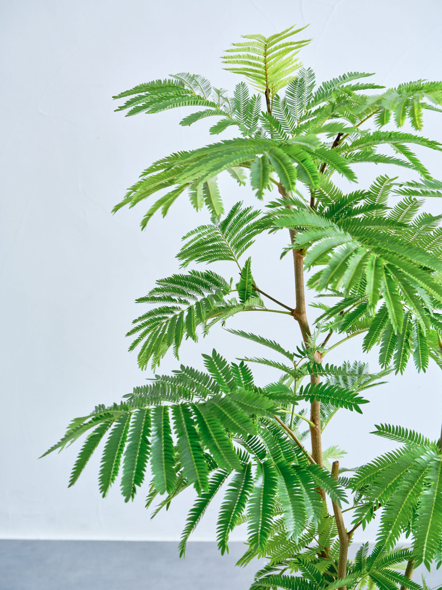 エバーフレッシュ