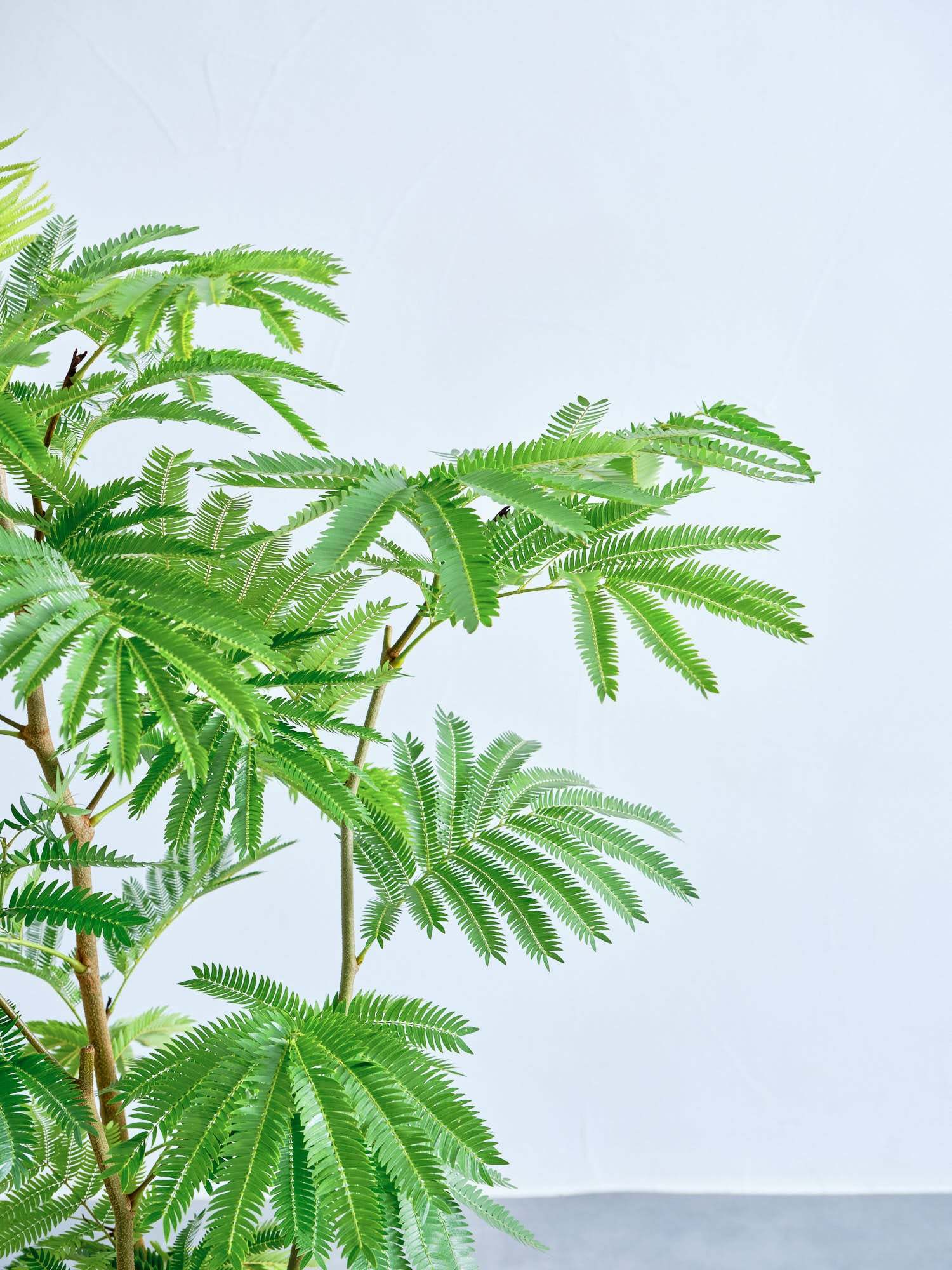 エバーフレッシュ