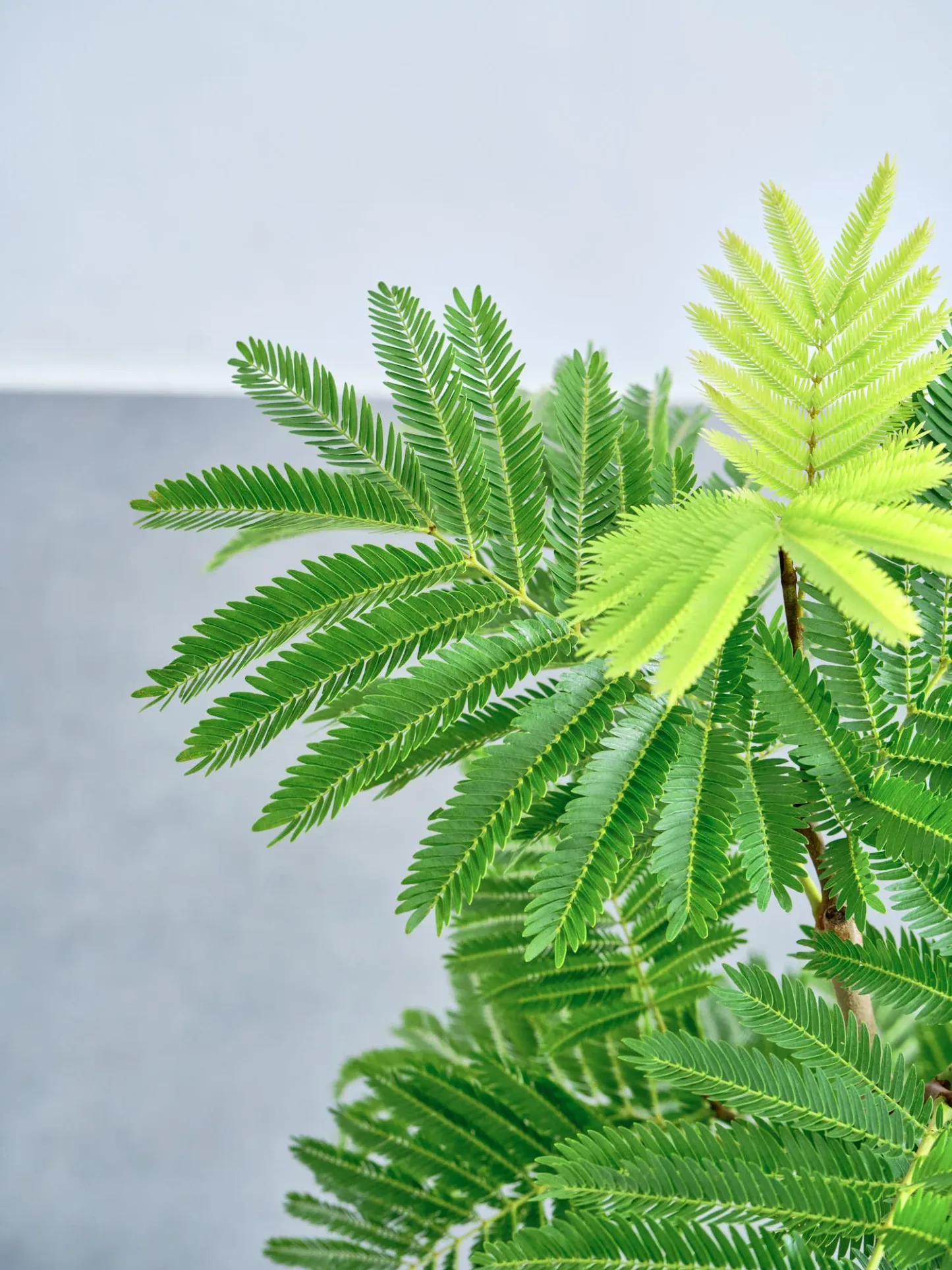 エバーフレッシュ