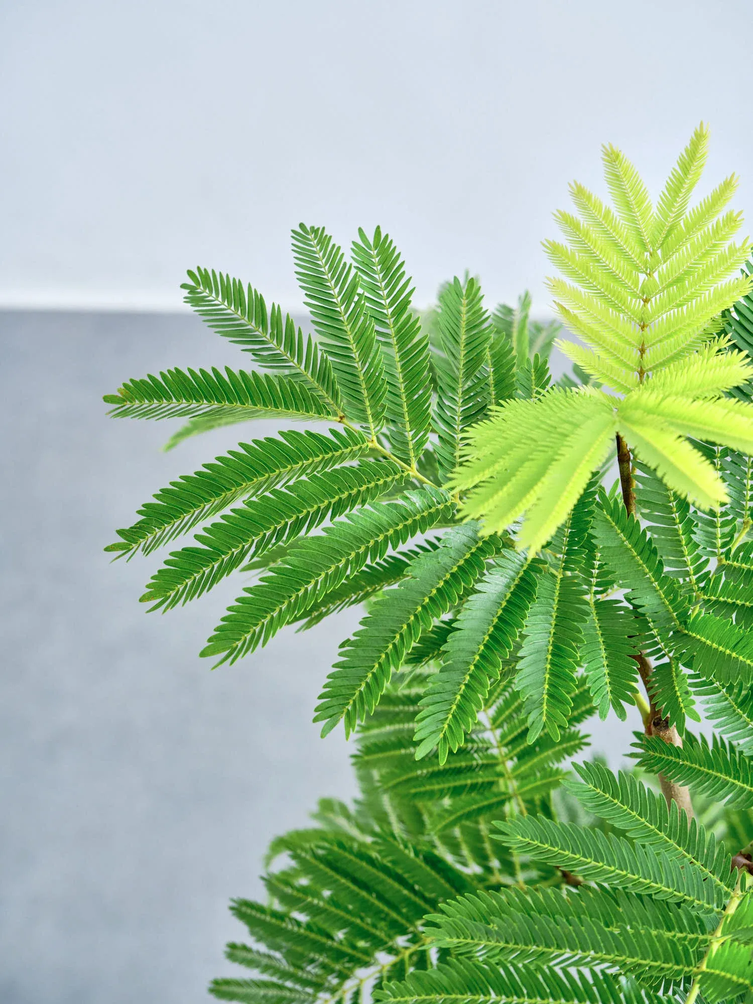 エバーフレッシュ