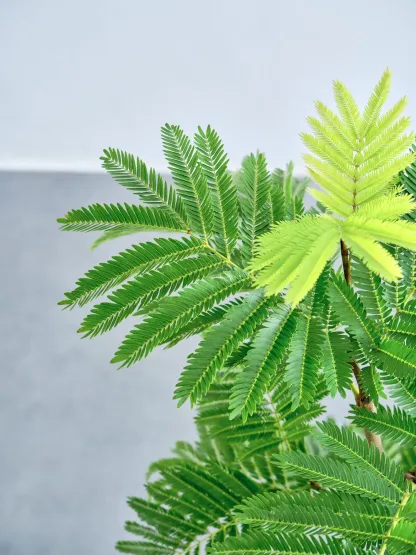 エバーフレッシュ