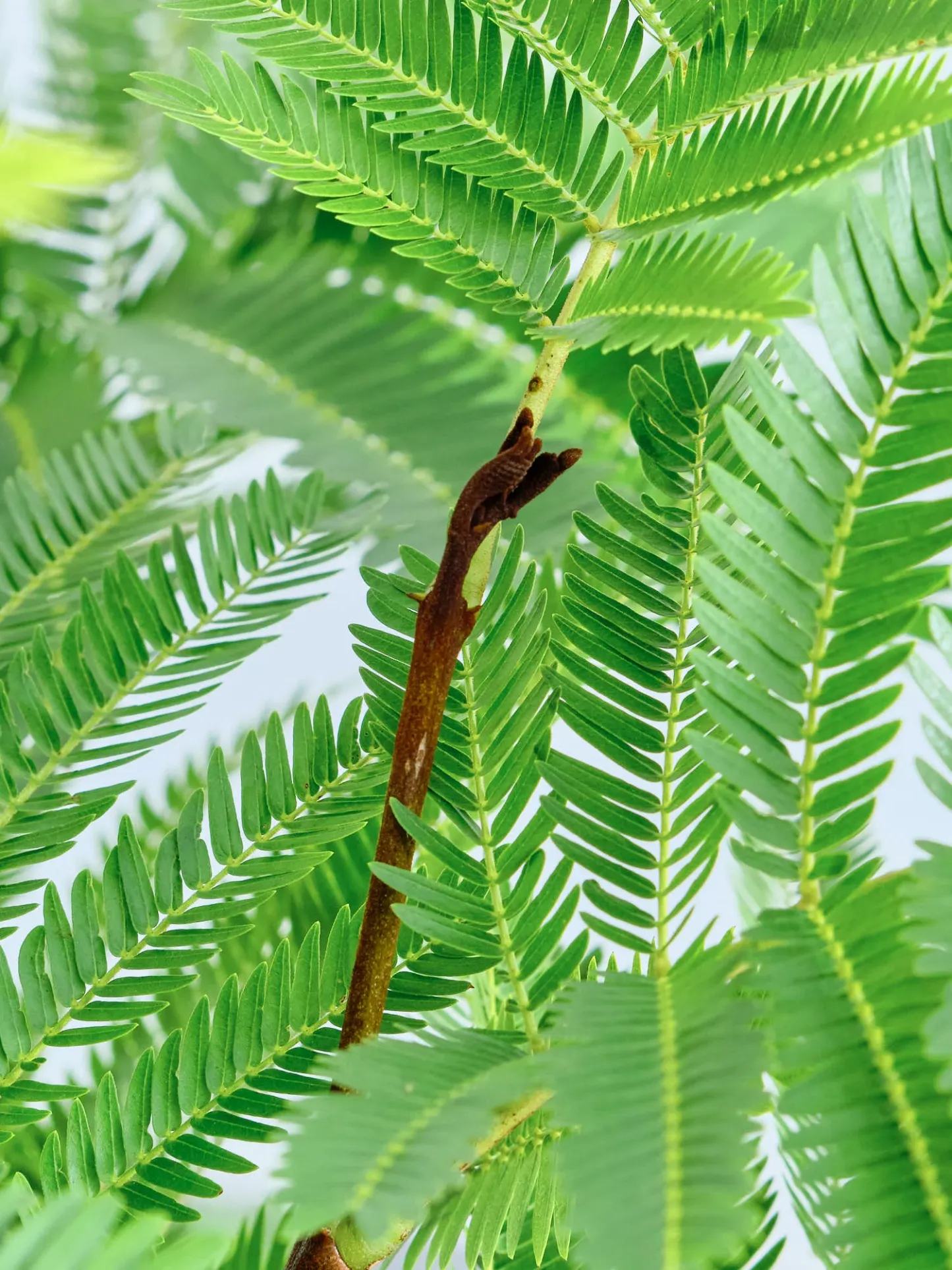 エバーフレッシュ