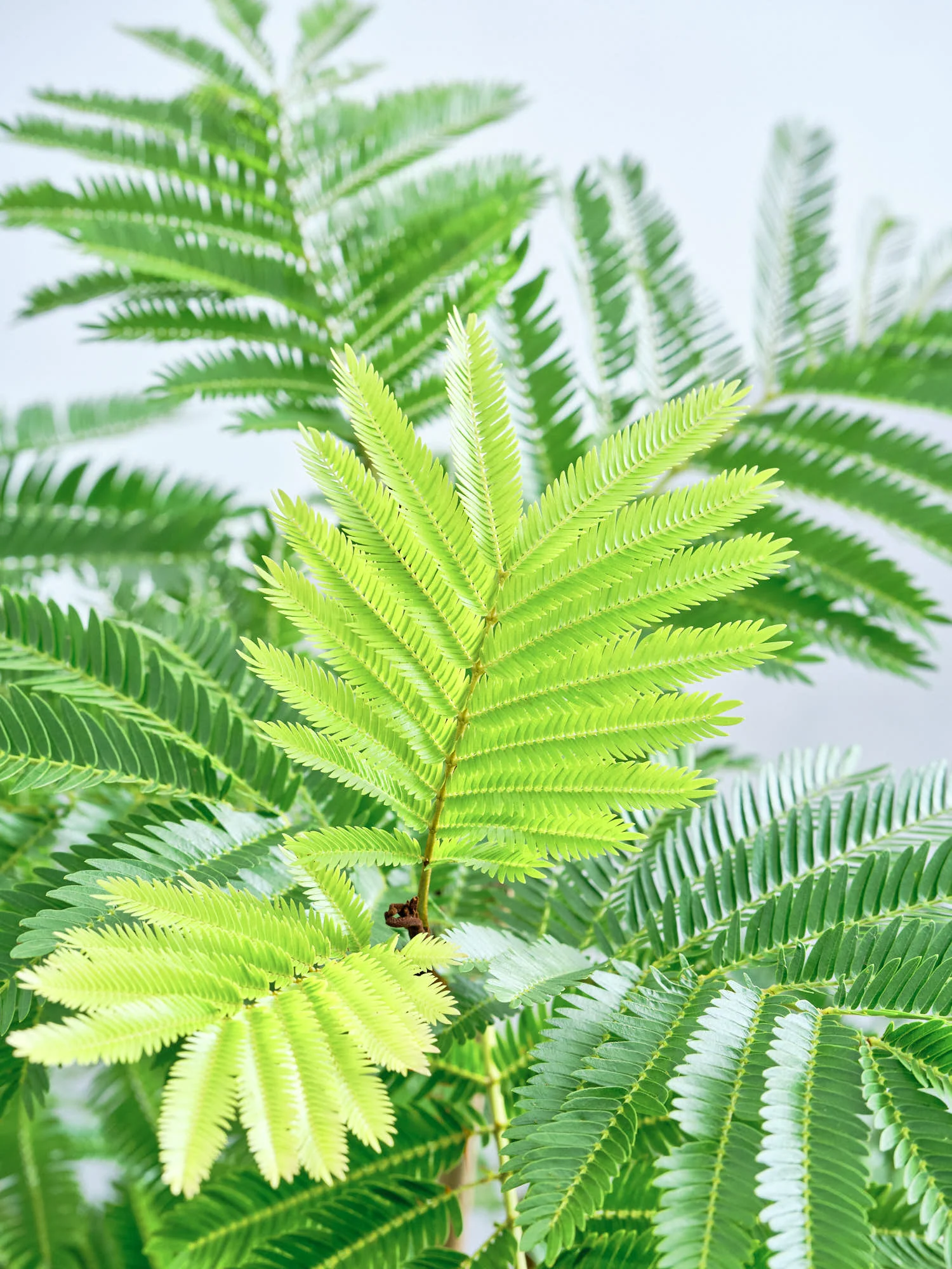 エバーフレッシュ