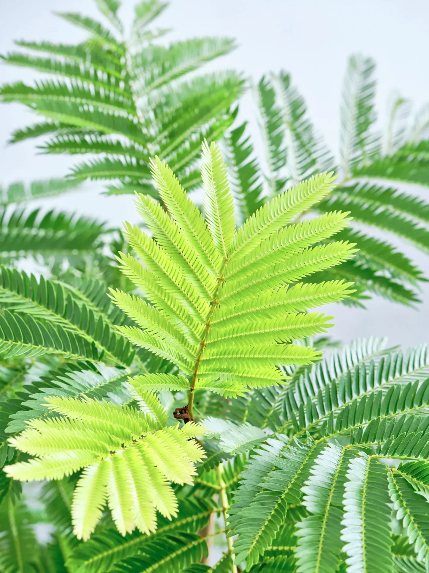 エバーフレッシュ