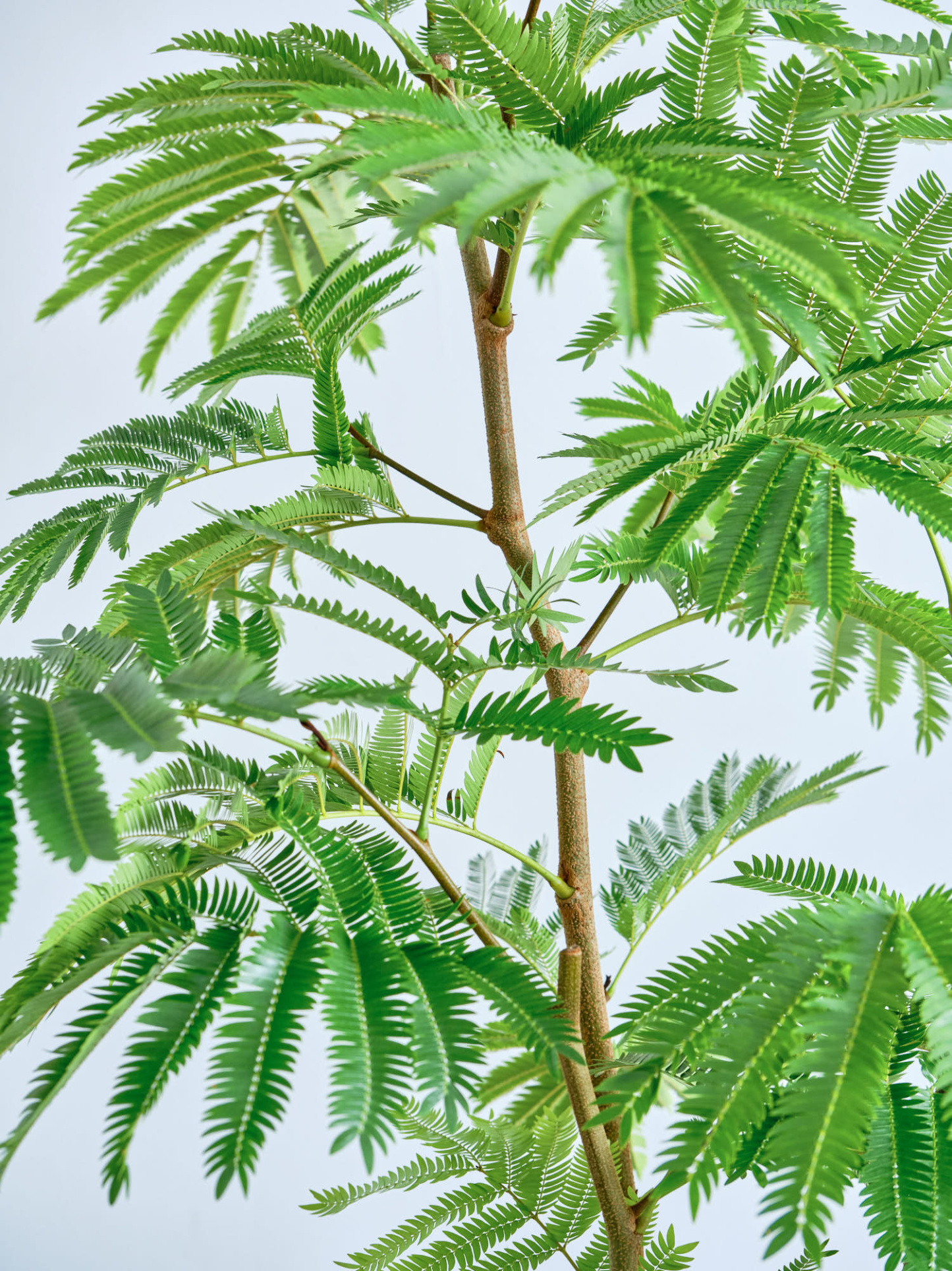 エバーフレッシュ