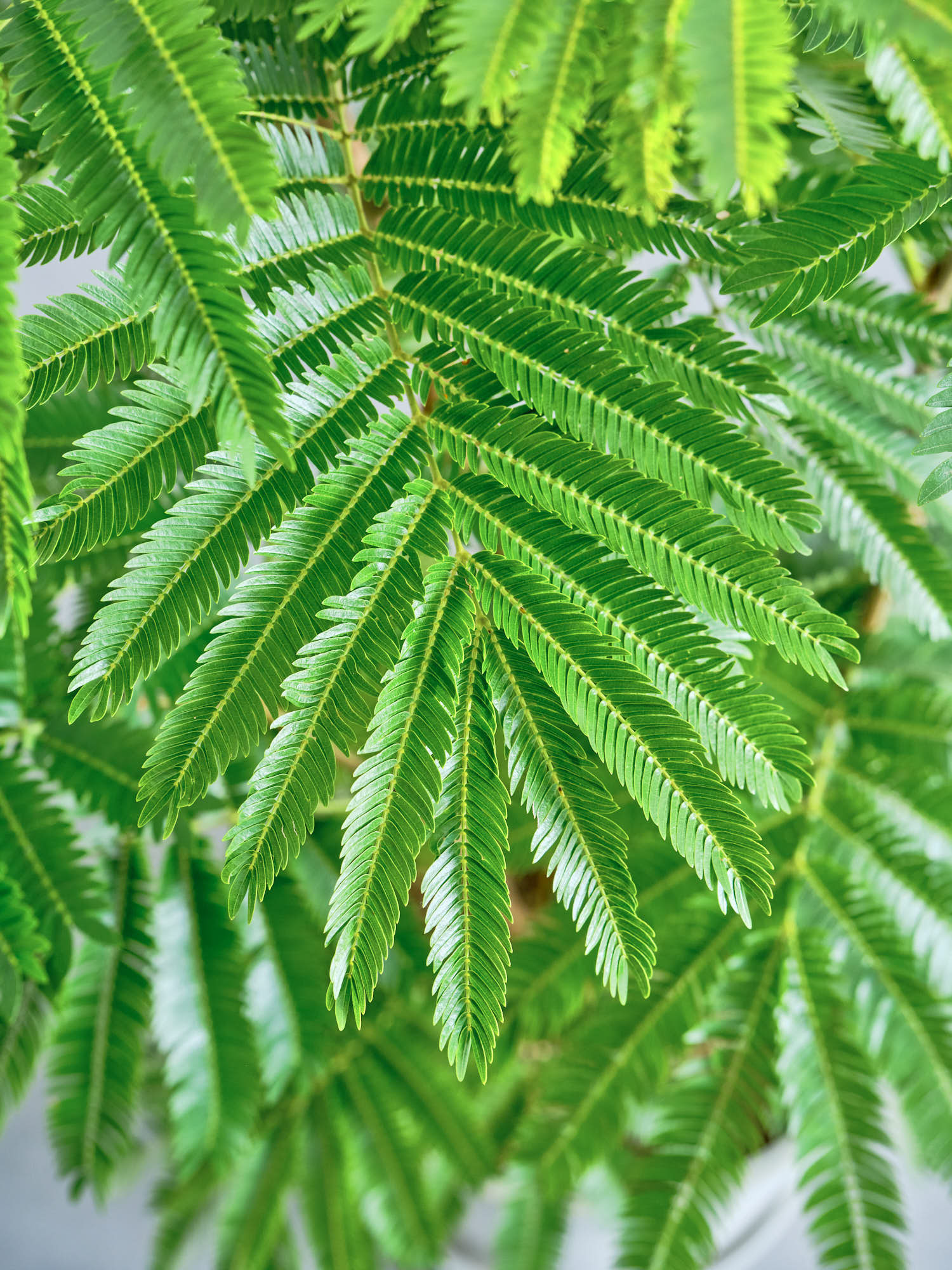 エバーフレッシュ